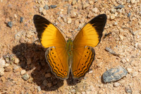 Cirrochroa orissa orissa--36 - Jardin d'hivers 960 m - 2/02/26