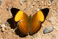 Cirrochroa orissa orissa