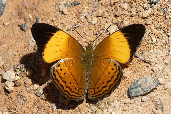 Cirrochroa orissa orissa--40 - Jardin d'hivers 960 m - 2/02/26