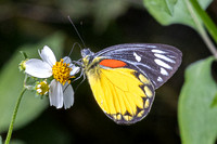 Delias descombesi--14 Jardin d'hivers 960 m - 2/02/26