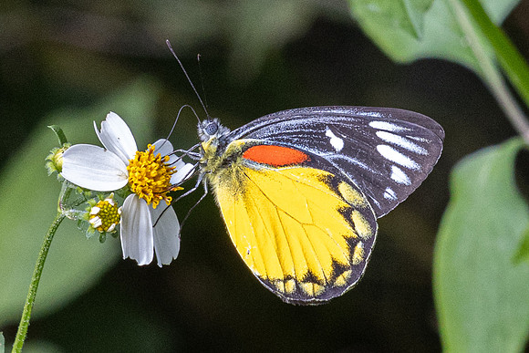 Delias descombesi--14 Jardin d'hivers 960 m - 2/02/26