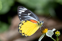 Delias descombesi--19 - Jardin d'hivers 960 m - 1/02/26