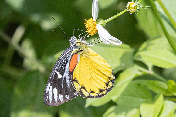 Delias descombesi--21 - Jardin d'hivers 960 m - 2/02/26
