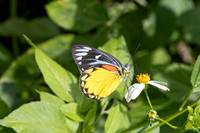 Delias descombesi-5550 Jardin d'hivers 960 m - 2/02/26