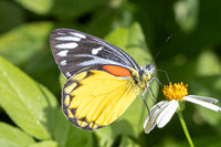 Delias descombesi-5551 Jardin d'hivers 960 m - 2/02/26