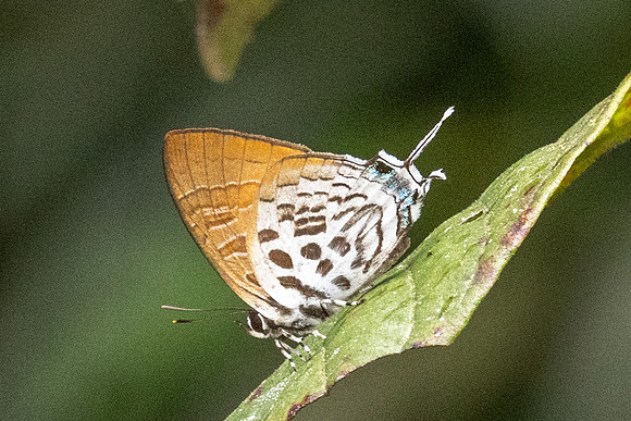 Drupadia theda--62 - Jardin d'hivers 960 m - 31/01/26