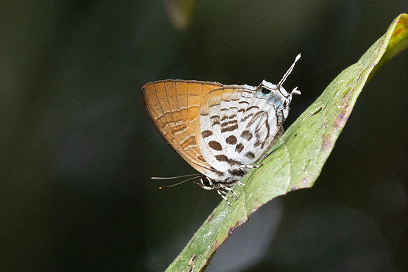 Drupadia theda--65 - Jardin d'hivers 960 m - 31/01/26