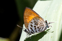 Drupadia theda-50 - Jardin d'hivers 960 m - 31/01/26