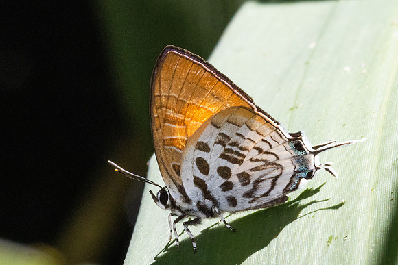 Drupadia theda-50 - Jardin d'hivers 960 m - 31/01/26