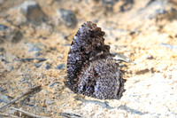 Elymnias nesaea lioneli--42 - Jardin d'hivers 960 m - 31/01/26