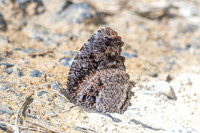 Elymnias nesaea lioneli--45 - Jardin d'hivers 960 m - 31/01/26