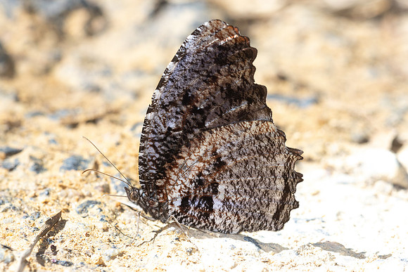 Elymnias nesaea lioneli--40 - Jardin d'hivers 960 m - 31/01/26