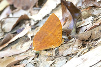 Enispe duranius intermedia --10- Jardin d'hivers - 960 m - 1/02/26