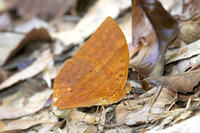 Enispe duranius intermedia