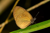 Euploea tulliolus