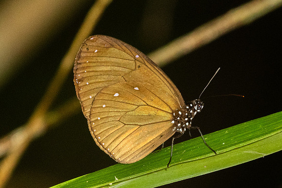 Euploea tulliolus ledereri--4 - Jardin d'hivers - 960 m - 30/01/26
