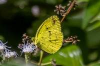 Eurema andersoni--6 - Jardin d'hivers - 960 m - 30/01/26