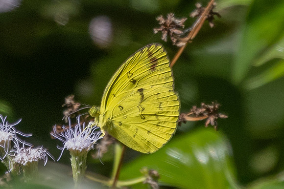 Eurema andersoni--6 - Jardin d'hivers - 960 m - 30/01/26