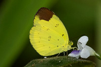 Eurema sari--8- Jardin d'hivers - 960 m - 30/01/26