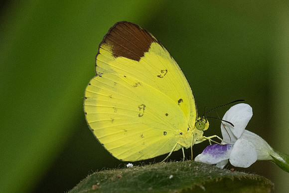 Eurema sari--8- Jardin d'hivers - 960 m - 30/01/26