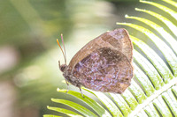 Flos anniella
