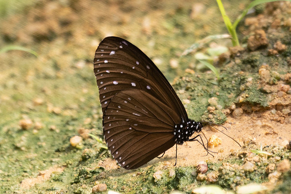 Euploea mulciber - Jardin d'hivers - 960 m - 30/01/26