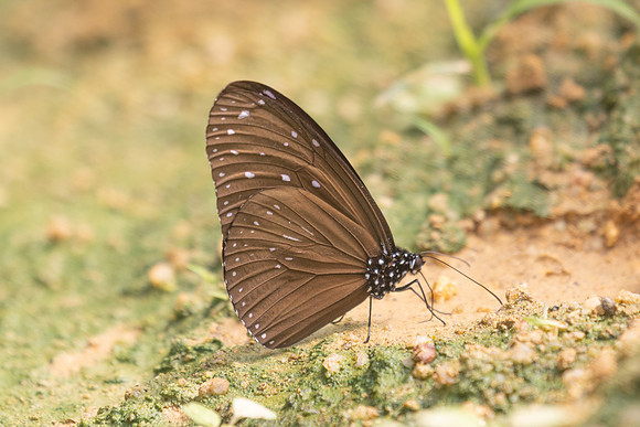 Euploea mulciber id--2- Jardin d'hivers - 960 m - 30/01/26
