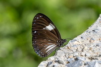 Euploea radamanthus--5- Jardin d'hivers - 960 m - 2/02/26