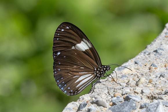 Euploea radamanthus--5- Jardin d'hivers - 960 m - 2/02/26