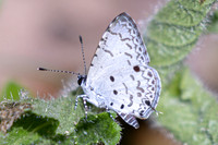 Megisba malaya--2- Jardin d'hivers - 960 m - 30/01/26
