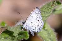 Megisba malaya-- Jardin d'hivers - 960 m - 30/01/26