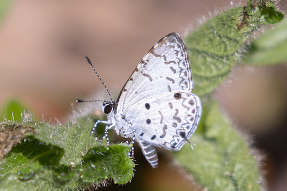Megisba malaya-- Jardin d'hivers - 960 m - 30/01/26