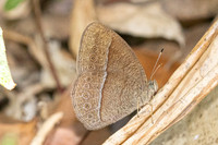 Mycalesis janardana sagittigera--12- Jardin d'hivers - 960 m - 31/01/26