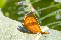 Loxura atymnus fuconius--6- Jardin d'hivers - 960 m - 31/01/26