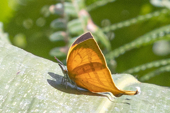 Loxura atymnus fuconius--6- Jardin d'hivers - 960 m - 31/01/26