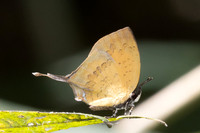Yasoda pita--2- Jardin d'hivers - 960 m - 1/02/26