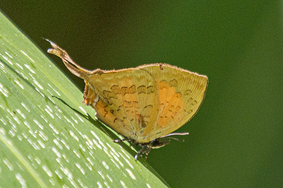 Yasoda pita--38- Jardin d'hivers - 960 m - 30/01/26