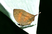 Yasoda pita dohertyi --50- Jardin d'hivers - 960 m - 30/01/26