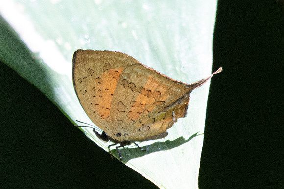 Yasoda pita dohertyi --50- Jardin d'hivers - 960 m - 30/01/26