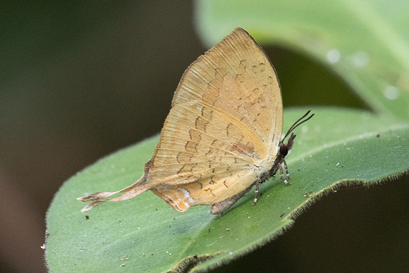 Yasoda pita--9- Jardin d'hivers - 960 m - 1/02/26