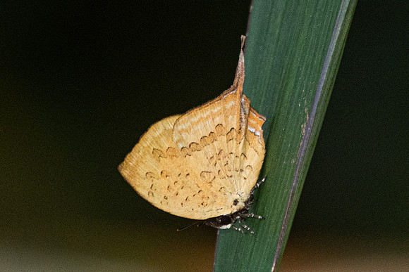 Yasoda pita dohertyi - Jardin d'hivers - 960 m - 30/01/26