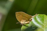 Yasoda pita--45- Jardin d'hivers - 960 m - 30/01/26