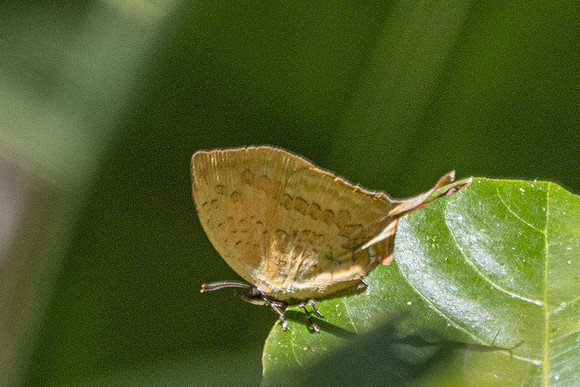 Yasoda pita--45- Jardin d'hivers - 960 m - 30/01/26