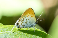 Sinthusa malika