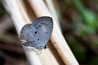 Acytolepis puspa--22- Jardin d'hivers - 960 m - 31/01/26