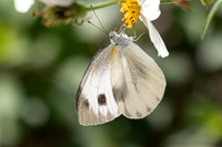 Pieris canidia-- Jardin d'hivers - 960 m - 30/01/26