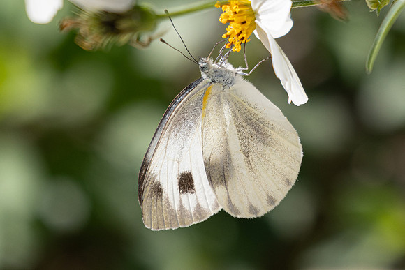 Pieris canidia-- Jardin d'hivers - 960 m - 30/01/26