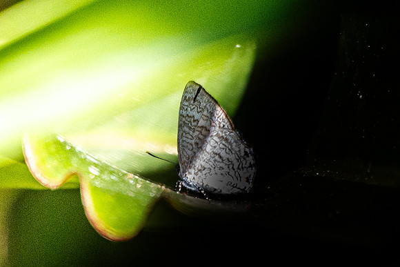 Poritia erycinoides--3- Jardin d'hivers - 960 m - 30/01/26