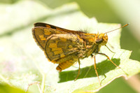 Potanthus ganda