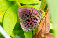 Paralaxita damajanti